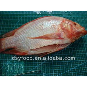 frozen red tilapia